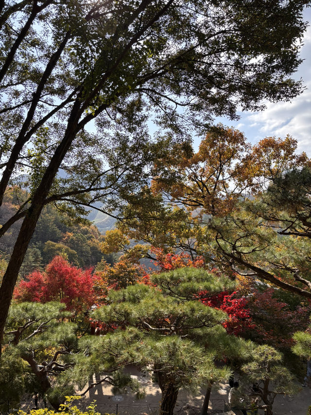 🍁 단풍이 내려앉은 숲, 가을의 화담숲 🌳✨ 