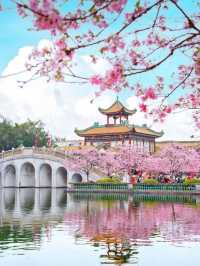 Stunning Cherry Blossoms at Baomo Garden