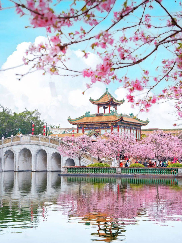 Stunning Cherry Blossoms at Baomo Garden