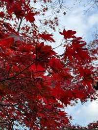 福岡｜筥崎宮花庭園｜拍照打卡好去處