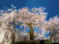 京都最古老的公園賞櫻---圓山公園，祇園枝垂櫻