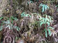 Into the Clouds: A Magical Trip Through the Mossy Forest