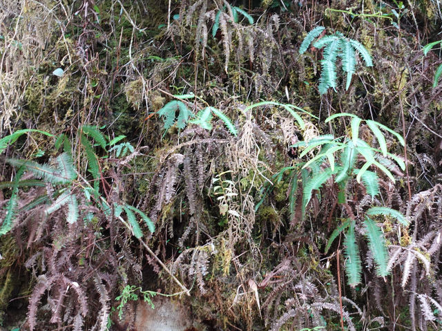 Into the Clouds: A Magical Trip Through the Mossy Forest