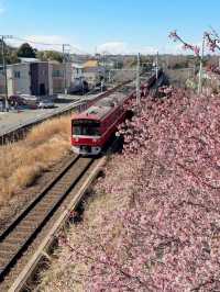 🌸 Miura Kaigan Cherry Blossoms Are Almost in Full Bloom — Don’t Miss It!