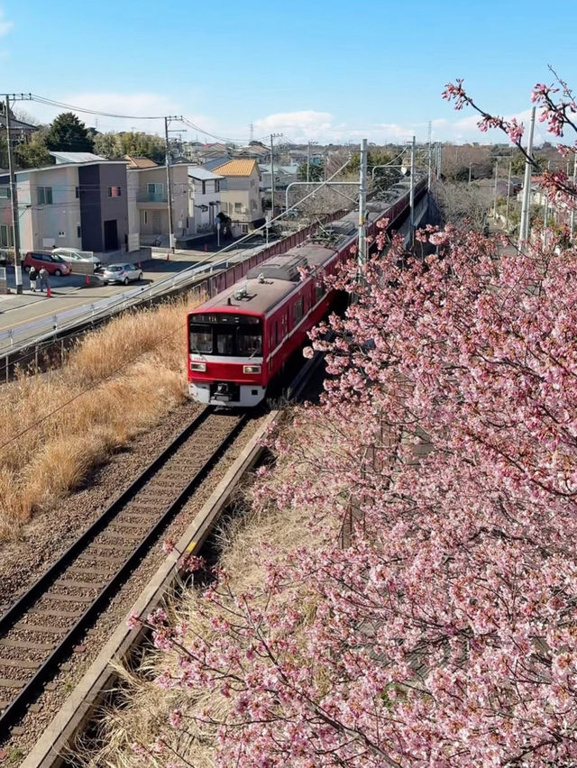 🌸 Miura Kaigan Cherry Blossoms Are Almost in Full Bloom — Don’t Miss It!