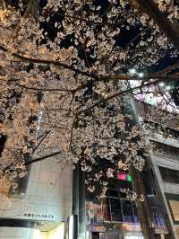 福岡🌸福博相逢橋夜櫻伴中洲夜景🎑