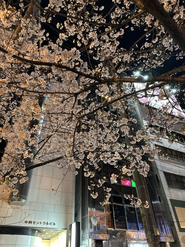 福岡🌸福博相逢橋夜櫻伴中洲夜景🎑