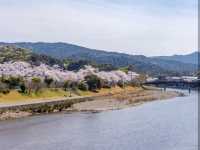 “Sakura by the Sacred Stream: Isuzu River’s Tranquil Bloom” 