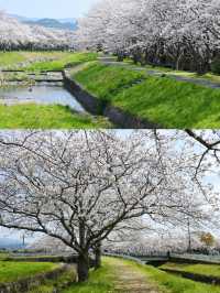 Hidden Cherry Blossom Spots in Fukuoka for a Quiet Escape 🌸✨