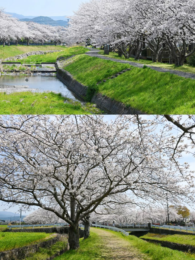 Hidden Cherry Blossom Spots in Fukuoka for a Quiet Escape 🌸✨