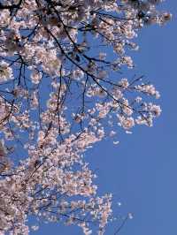 🎀Successful Sakura Hunt! Hidden Gem Cherry Blossom Train Ride 🌸🚂