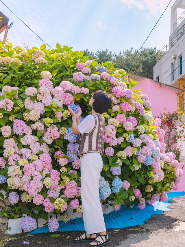 부산 영도 태종대 수국 명소 “분홍집”💕