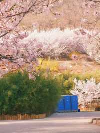 🌸 Dalian Longwangtang Cherry Blossom Guide | Are You Sure This Isn't Japan?