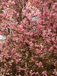 Spring Blooms and Serene Landscapes