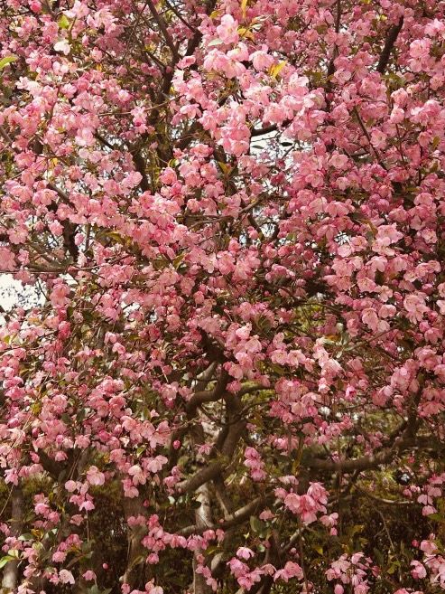 Spring Blooms and Serene Landscapes