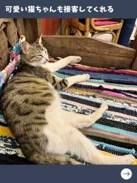 【エジプト女子旅】可愛い猫も遊びに来る！人気のシーフード料理専門店！
