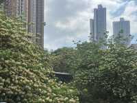 香港好去處 | 復活節賞花(下) | 櫻花 | 魚木 | 首冠藤
