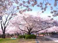 🌸 Expo '70 Park: Osaka's Secret Sakura Wonderland! 🌸