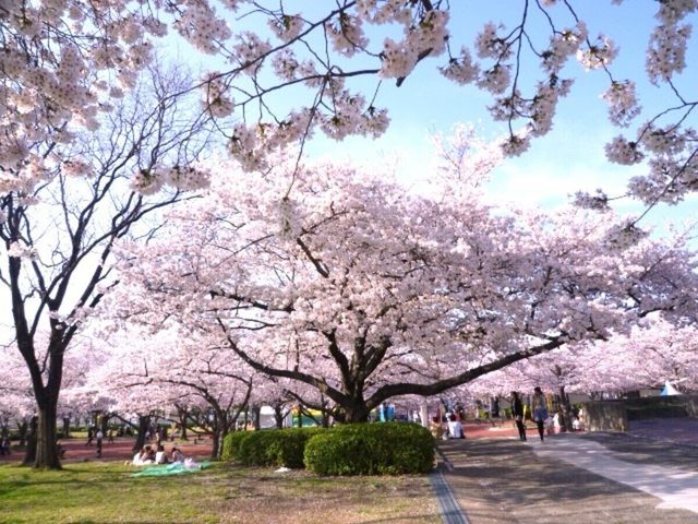 🌸 Expo '70 Park: Osaka's Secret Sakura Wonderland! 🌸