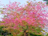 Guiwan (桂湾公园) สวนสาธารณะกุ้ยวาน