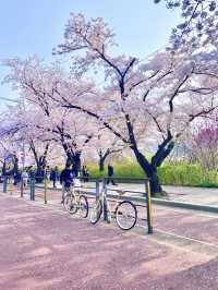🇰🇷首爾汝矣島賞櫻攻略🌸不藏私路線分享