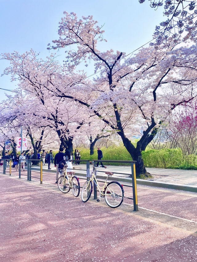 🇰🇷首爾汝矣島賞櫻攻略🌸不藏私路線分享