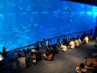 #新加坡S.E.A Aquarium-新加坡聖淘沙島