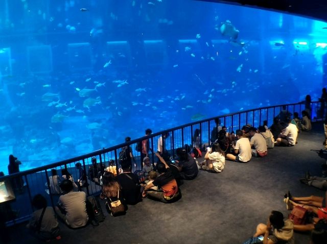 #新加坡S.E.A Aquarium-新加坡聖淘沙島