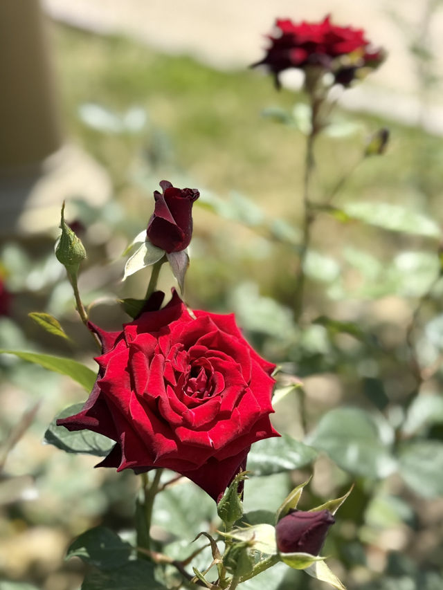 Spring in Dushanbe – Monument Istiklol Stroll