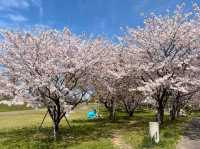福岡海濱公園賞櫻---Minato 100 Nen Parkみなと100年公園