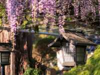 Petals and Peace: Rinsenji’s Springtime Secret