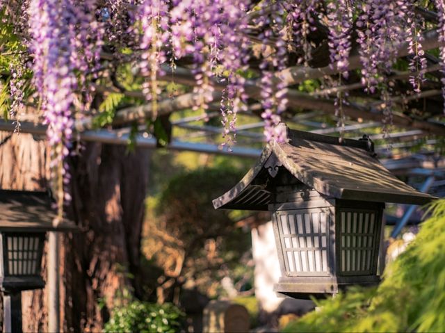 Petals and Peace: Rinsenji’s Springtime Secret