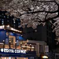 Cherry Blossoms at Oncheoncheon River: A Springtime Gem