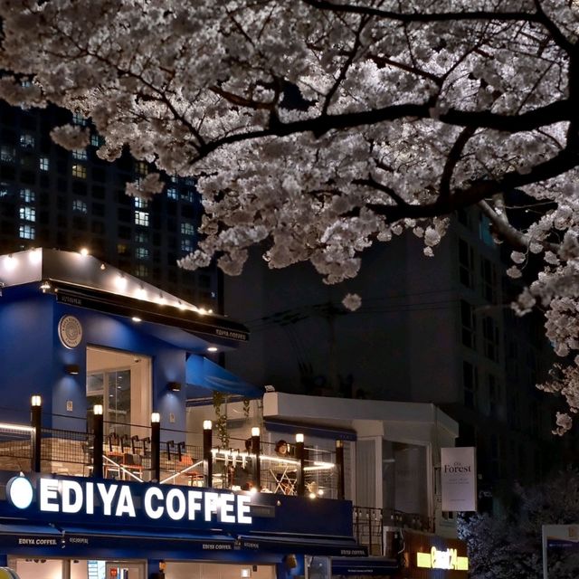 Cherry Blossoms at Oncheoncheon River: A Springtime Gem