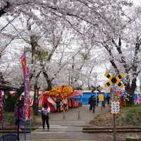 “Petals by the Lake: Sakura Reflections of Ashinoko” 