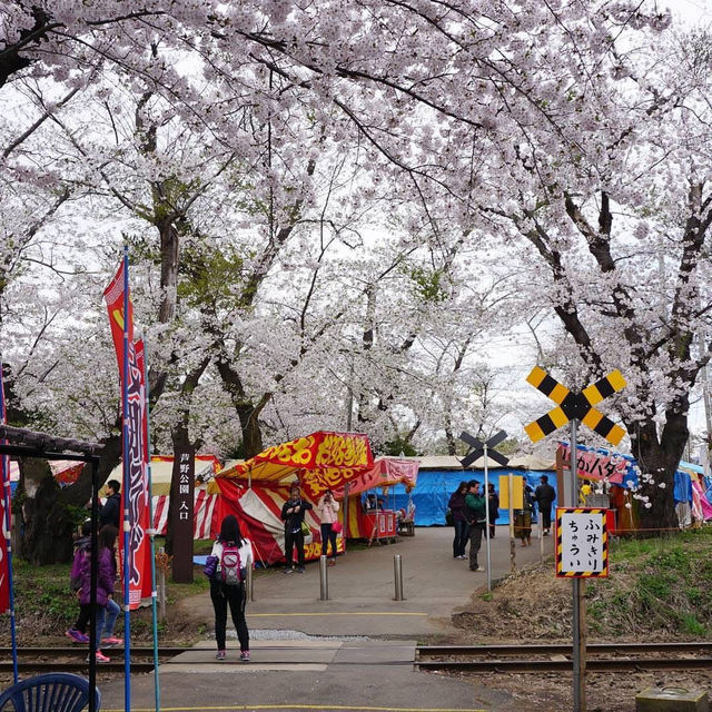 “Petals by the Lake: Sakura Reflections of Ashinoko” 