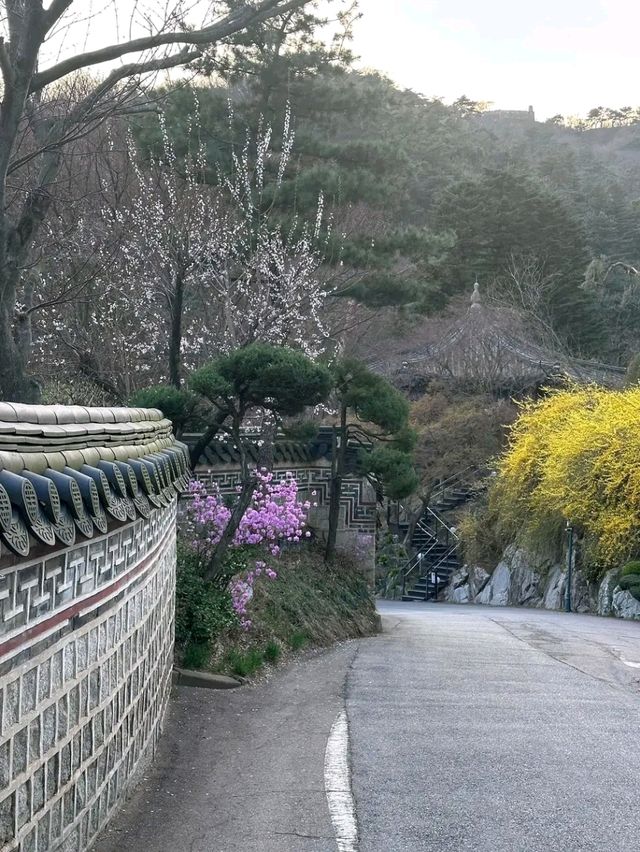 Blossoms & BBQ – A Spring Feast at Samwon Garden