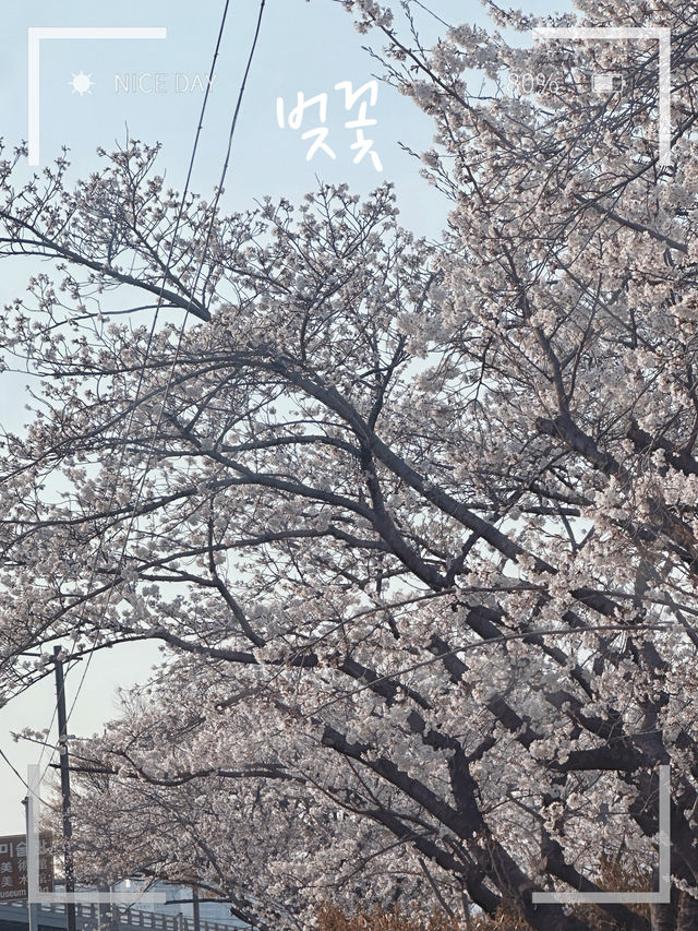 Why Busan is the Ultimate Spring Escape - Cherry Blossoms, Street Eats & Seaside Views