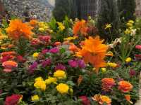 Wondrous Bloom ระยอง