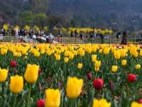 Title: A Symphony of Colors: Experience the Magic of Srinagar's Tulip Garden