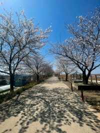 Title: Gwangju – The City of Light, Art, and Courage