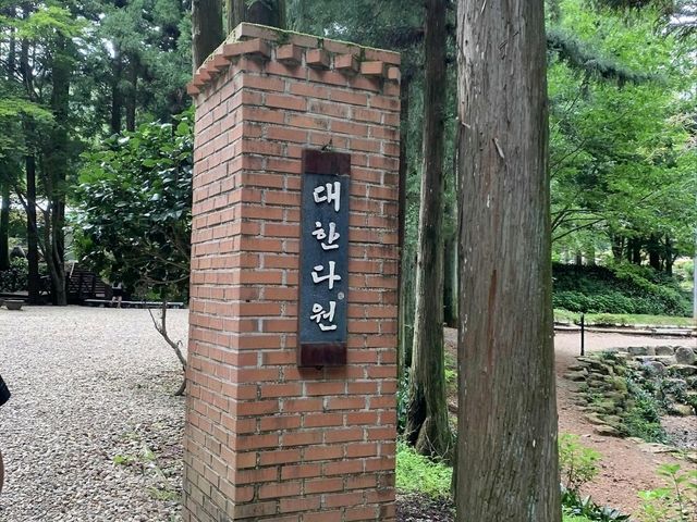 대한다원 보성녹차밭