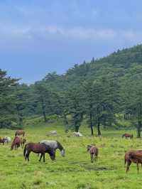 제주도 자연따라 여행하기 🌿