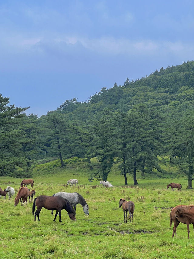 제주도 자연따라 여행하기 🌿