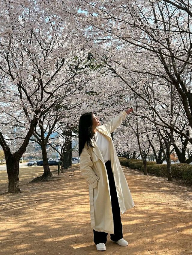 Daejeon: Korea’s Underrated Blossom EscapeLocation: Daejeon, South Korea