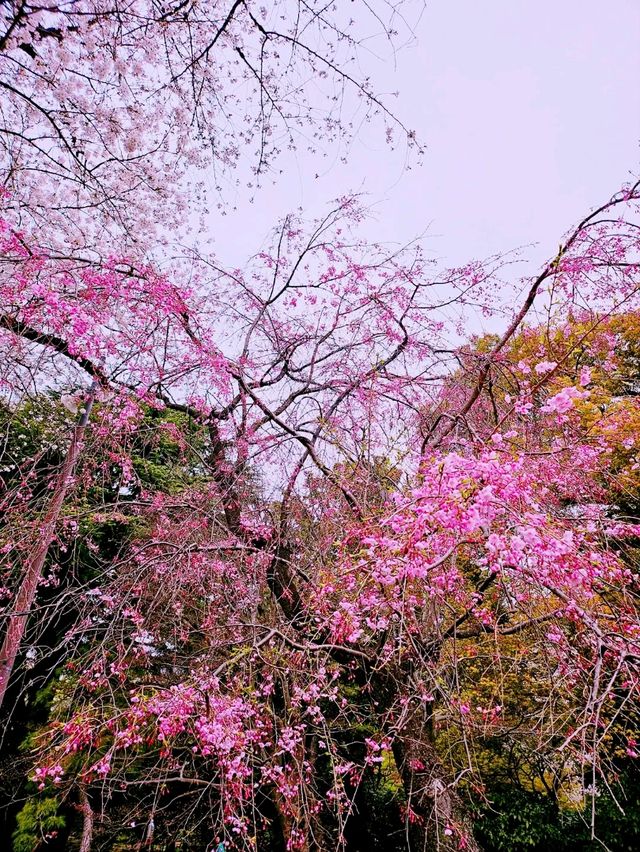 River in Tokyo