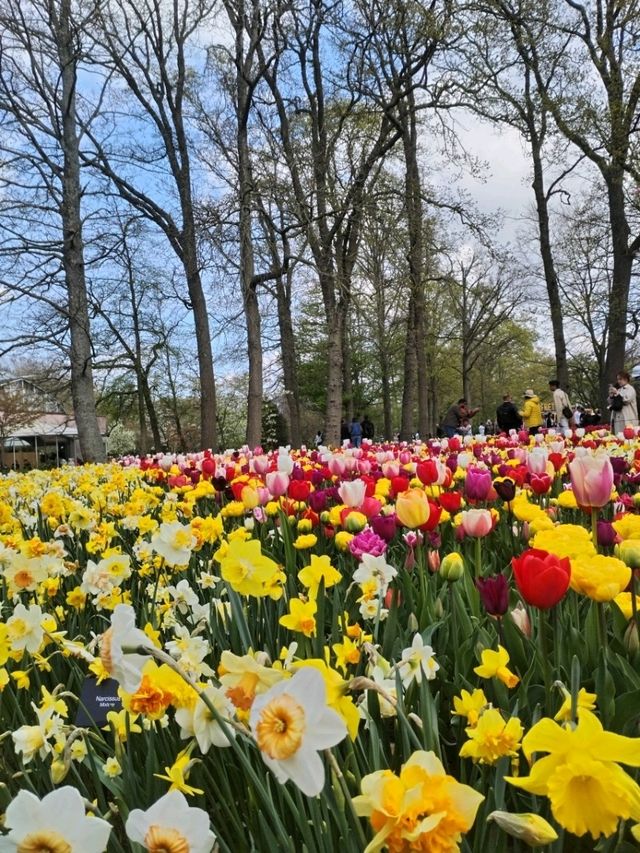 A Blooming Wonderland at Keukenhof Gardens 🌷