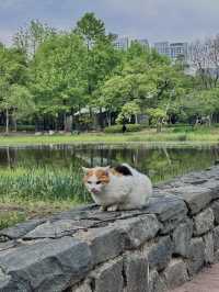 水上星巴克欣賞漢江風景+首爾林公園散步