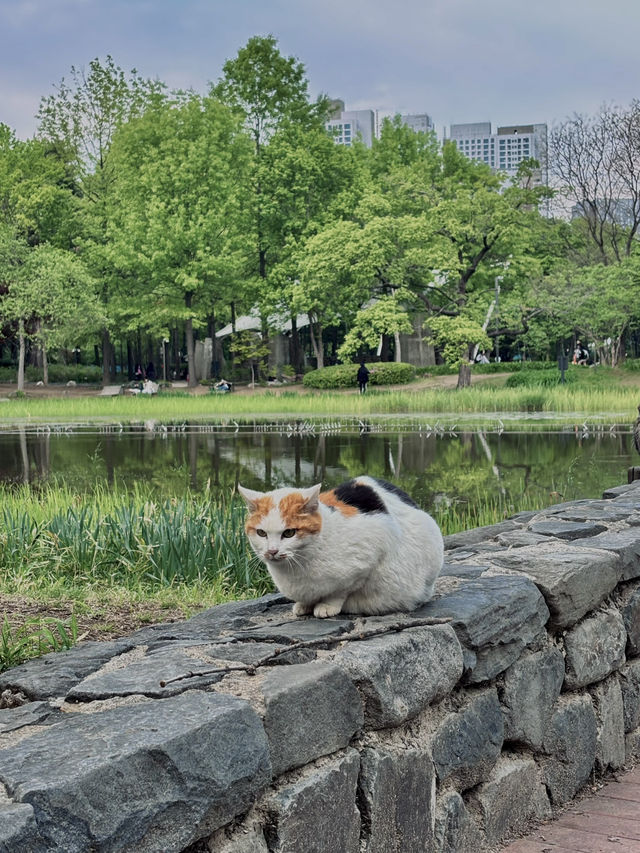 水上星巴克欣賞漢江風景+首爾林公園散步