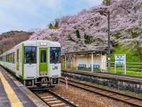 Akiyama’s Cherry Blossom Sweet Spot